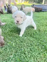 Black, a male Labradoodle for sale in Diberville, MS – 6 of 9