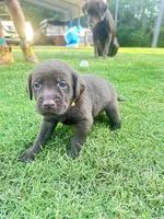 Yellow, a male Labradoodle for sale in Diberville, MS – 5 of 8