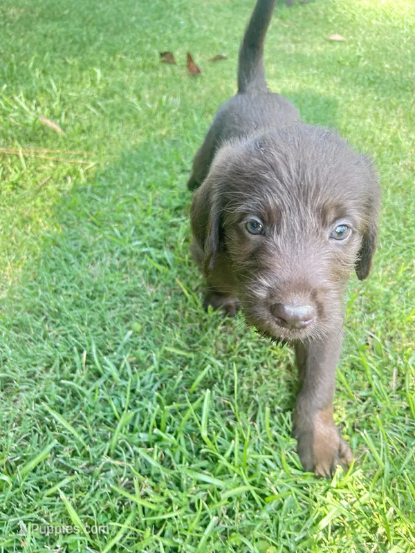 Blue – Labradoodle puppy for sale in Diberville, MS