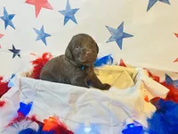 Blue, a male Labradoodle for sale in Diberville, MS – 4 of 5