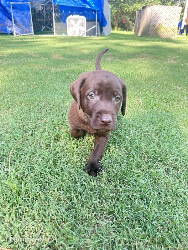 Yellow – Labradoodle puppy for sale in Diberville, MS