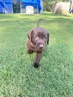 Yellow, a male Labradoodle for sale in Diberville, MS – 1 of 8
