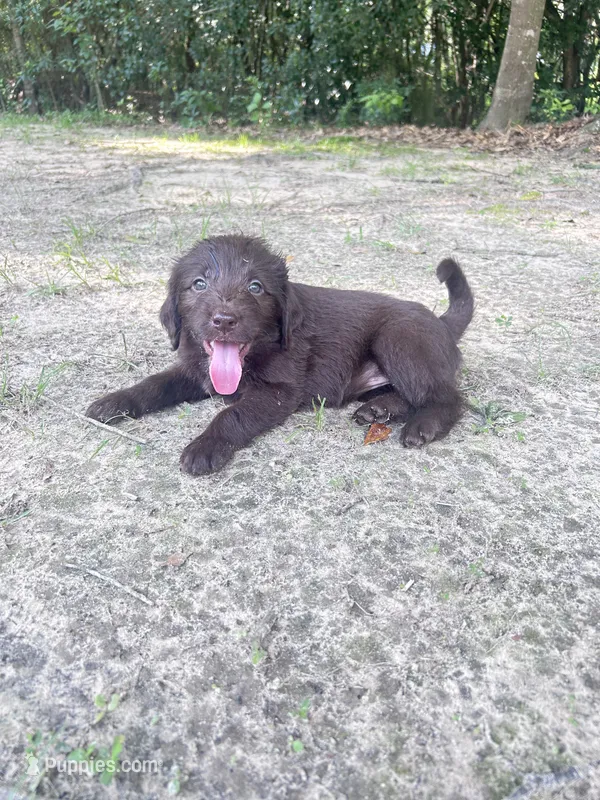 Red  – Labradoodle puppy for sale in Diberville, MS