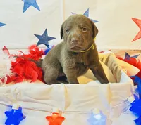Green, a female Labradoodle for sale in Diberville, MS – 4 of 5