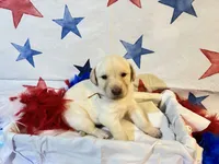 Gold, a female Labradoodle for sale in Diberville, MS – 3 of 5