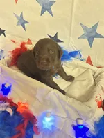 Blue, a male Labradoodle for sale in Diberville, MS – 2 of 5