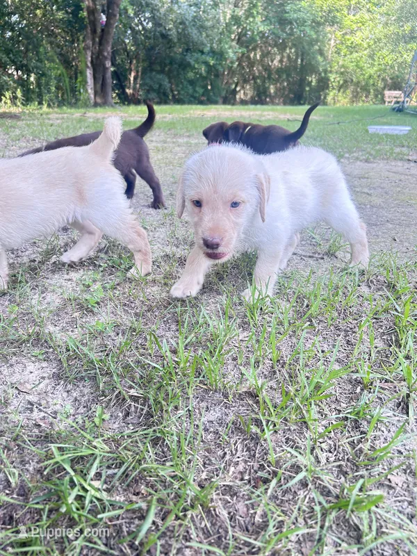 Black – Labradoodle puppy for sale in Diberville, MS
