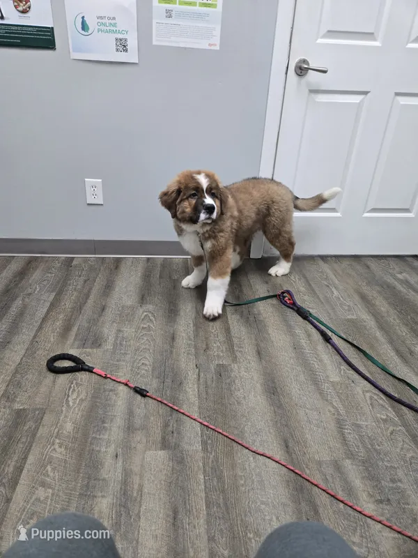 Male 1 – Bernese Mountain Dog, Saint Bernard puppy for sale in Crown Point, IN