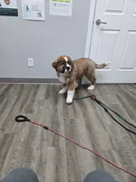 Male 1, a male Bernese Mountain Dog and Saint Bernard for sale in Crown Point, IN – 1 of 10