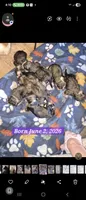 Male 1, a male Bernese Mountain Dog and Saint Bernard for sale in Crown Point, IN – 2 of 10
