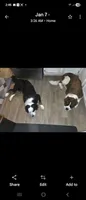 Male 1, a male Bernese Mountain Dog and Saint Bernard for sale in Crown Point, IN – 6 of 10