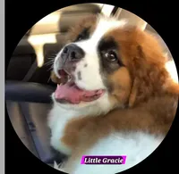 Male 1, a male Bernese Mountain Dog and Saint Bernard for sale in Crown Point, IN – 8 of 10