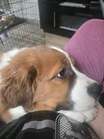 Male 1, a male Bernese Mountain Dog and Saint Bernard for sale in Crown Point, IN – 5 of 10