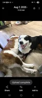 Male 1, a male Bernese Mountain Dog and Saint Bernard for sale in Crown Point, IN – 3 of 10