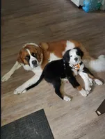 Male 1, a male Bernese Mountain Dog and Saint Bernard for sale in Crown Point, IN – 10 of 10
