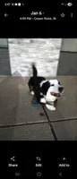 Male 1, a male Bernese Mountain Dog and Saint Bernard for sale in Crown Point, IN – 4 of 10