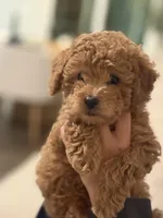 Maltipoo Puppy , a female Maltipoo for sale in Fair Oaks, CA – Photo 4 of 5