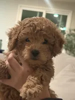 Maltipoo Puppy , a female Maltipoo for sale in Fair Oaks, CA – Photo 5 of 5