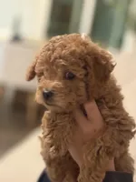 Maltipoo Puppy , a female Maltipoo for sale in Fair Oaks, CA – Photo 3 of 5