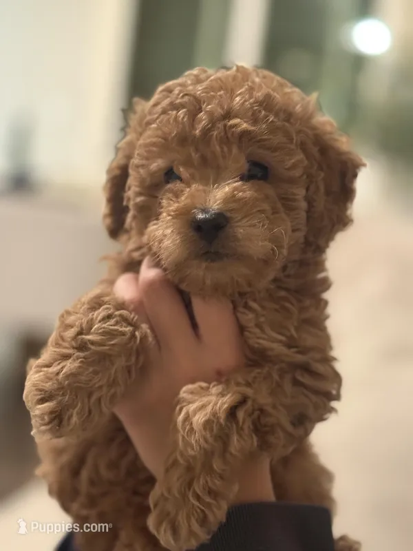 Maltipoo Puppy  – Maltipoo puppy for sale in Fair Oaks, CA