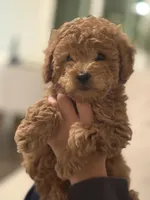 Maltipoo Puppy , a female Maltipoo for sale in Fair Oaks, CA – Photo 2 of 5