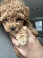 Maltipoo Puppy , a female Maltipoo for sale in Fair Oaks, CA – Photo 4 of 5