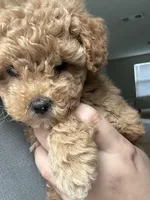 Maltipoo Puppy , a female Maltipoo for sale in Fair Oaks, CA – Photo 2 of 5