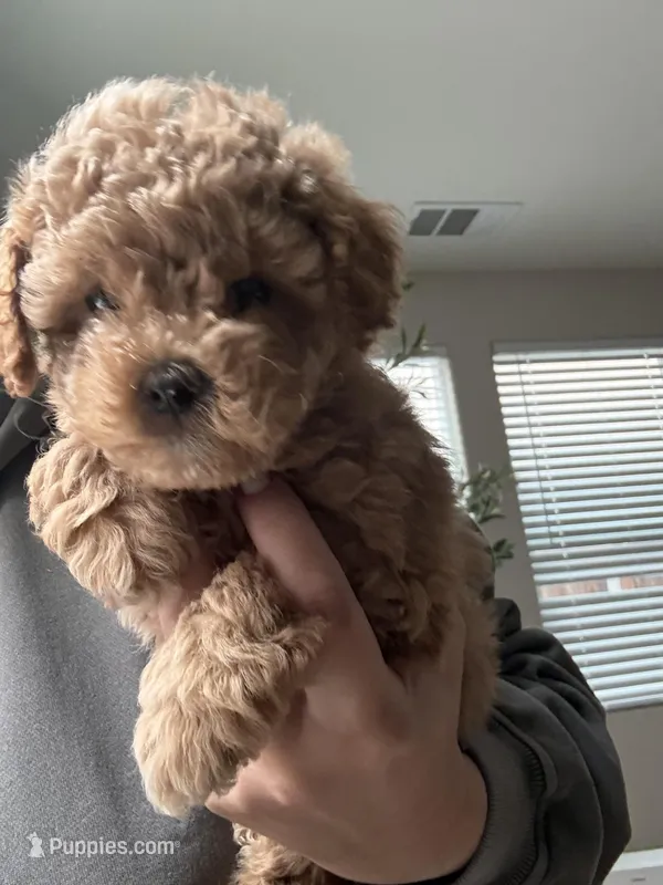 Maltipoo Puppy  – Maltipoo puppy for sale in Fair Oaks, CA