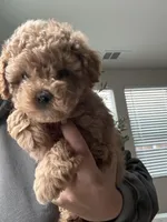 Maltipoo Puppy , a female Maltipoo for sale in Fair Oaks, CA – Photo 1 of 5