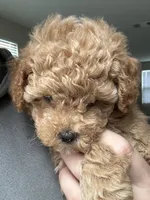 Maltipoo Puppy , a female Maltipoo for sale in Fair Oaks, CA – Photo 3 of 5