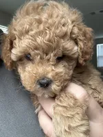 Maltipoo Puppy , a female Maltipoo for sale in Fair Oaks, CA – Photo 5 of 5