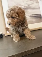 Maltipoo Puppy, a male Maltipoo for sale in Fair Oaks, CA – Photo 3 of 5