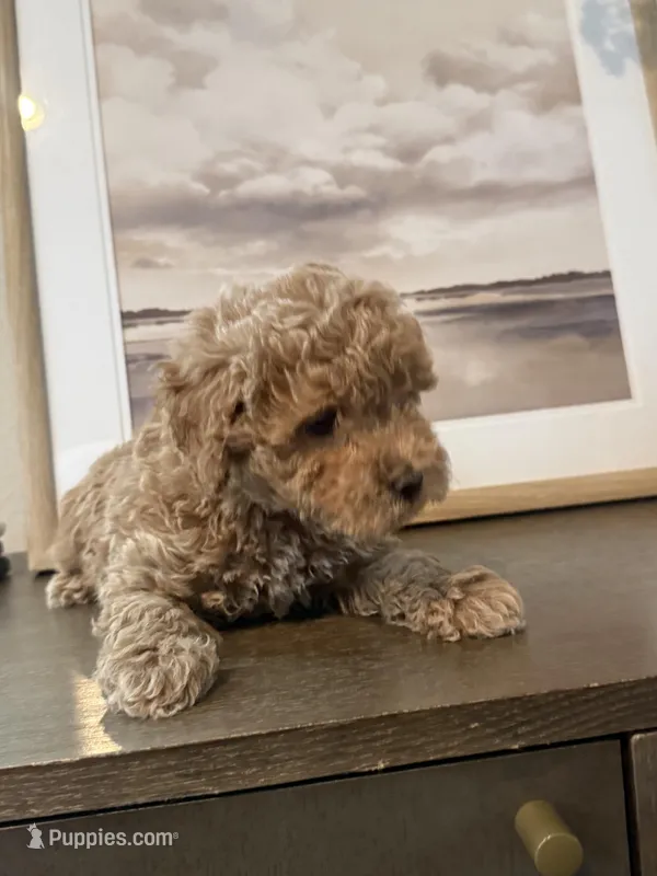 Maltipoo Puppy – Maltipoo puppy for sale in Fair Oaks, CA