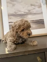 Maltipoo Puppy, a male Maltipoo for sale in Fair Oaks, CA – Photo 1 of 5