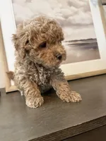 Maltipoo Puppy, a male Maltipoo for sale in Fair Oaks, CA – Photo 5 of 5