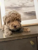 Maltipoo Puppy, a male Maltipoo for sale in Fair Oaks, CA – Photo 2 of 5