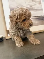 Maltipoo Puppy, a male Maltipoo for sale in Fair Oaks, CA – Photo 4 of 5