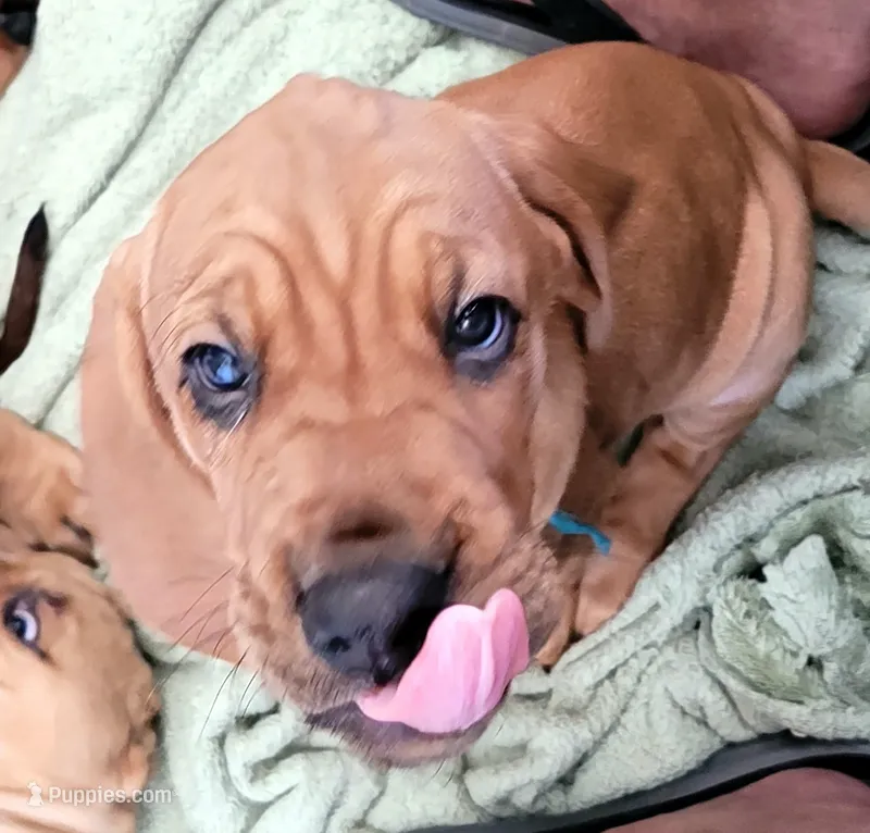 Beauregard  – Bloodhound puppy for sale in Apache Junction, AZ