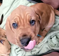 Beauregard , a male Bloodhound for sale in Apache Junction, AZ – 1 of 1