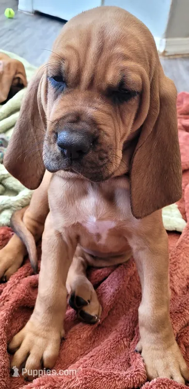 Dakota – Bloodhound puppy for sale in Apache Junction, AZ