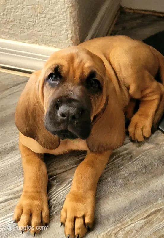 Malcolm – Bloodhound puppy for sale in Apache Junction, AZ