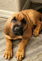 Malcolm, a male Bloodhound for sale in Apache Junction, AZ – 1 of 1