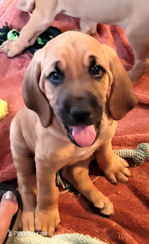 Buford – Bloodhound puppy for sale in Apache Junction, AZ