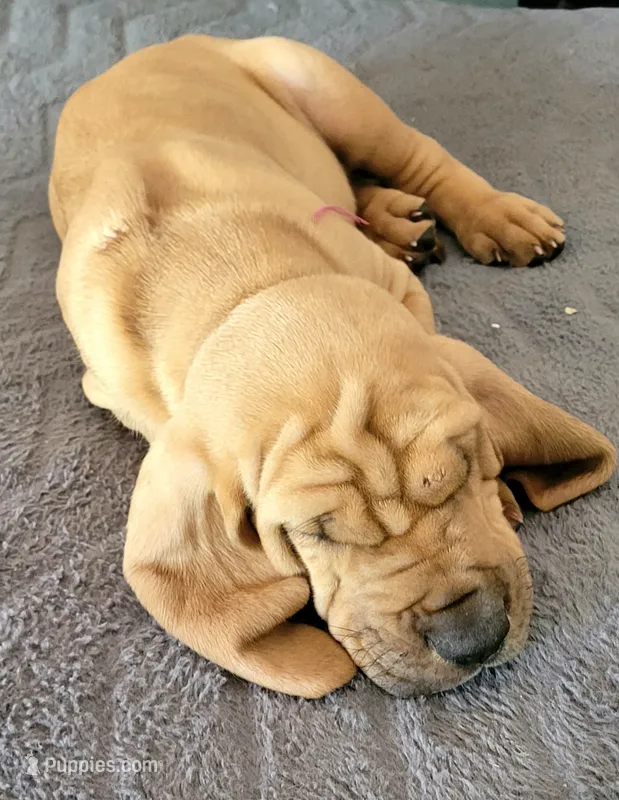Sawyer – Bloodhound puppy for sale in Apache Junction, AZ