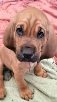 Grits, a male Bloodhound for sale in Apache Junction, AZ – 1 of 1