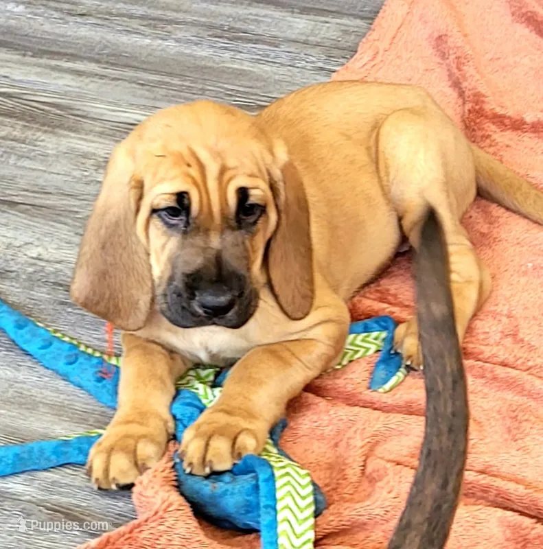 Dixie – Bloodhound puppy for sale in Apache Junction, AZ
