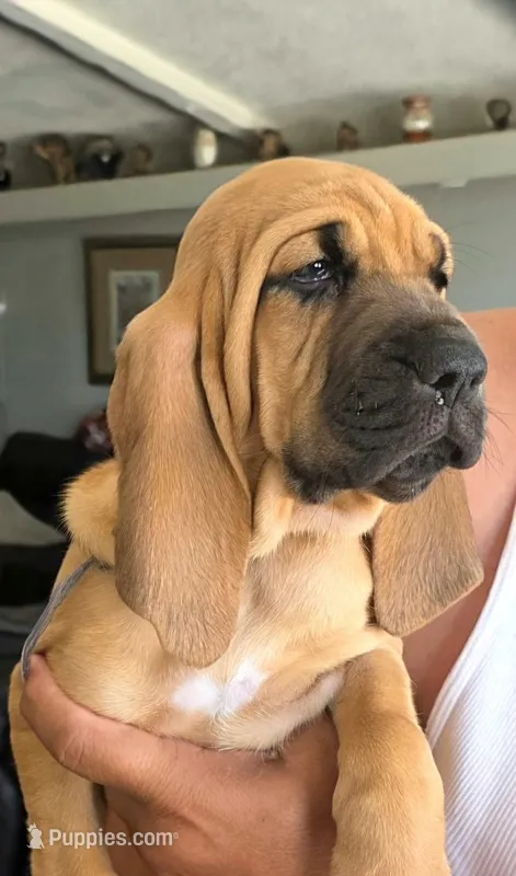 Savanah – Bloodhound puppy for sale in Apache Junction, AZ