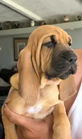 Savanah, a female Bloodhound for sale in Apache Junction, AZ – 1 of 1