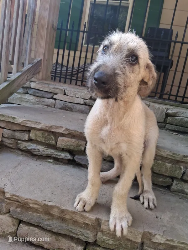Bandy – Irish Wolfhound puppy for sale in Elk Park, NC