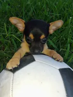 Mappe, a male Chihuahua for sale in Paoli, OK – 5 of 8